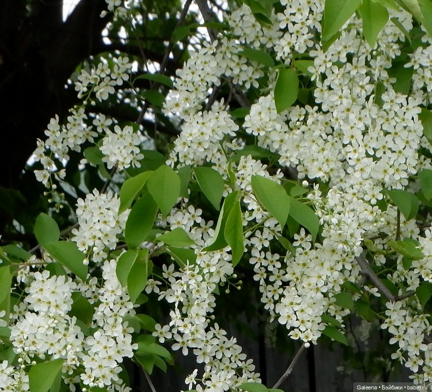 Когда цветёт черёмуха — Игровые куклы разных производителей (Разное): редкие бренды (фото 4)