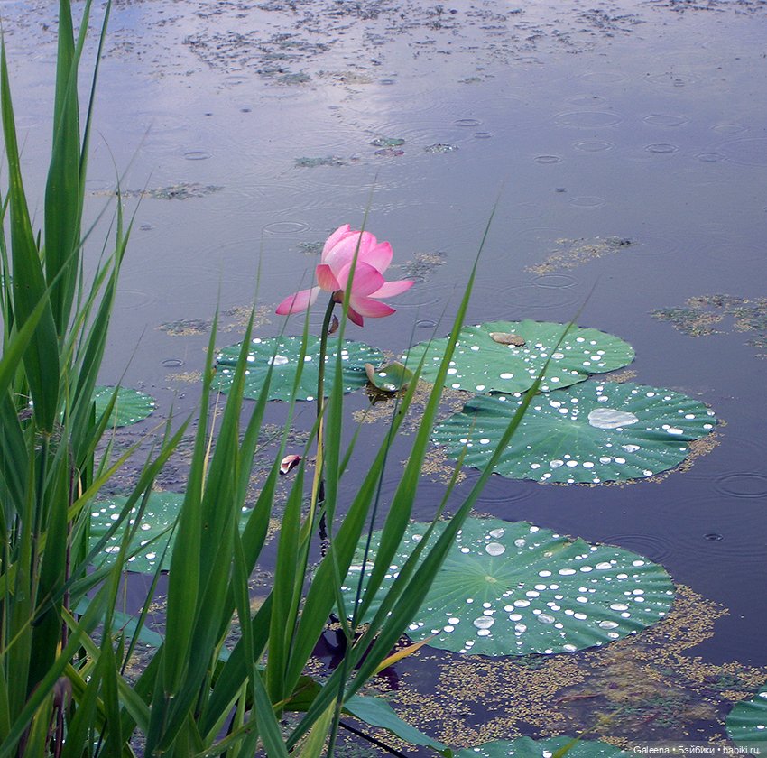 Лотосы Приморья — Игровые мини (фото 5)