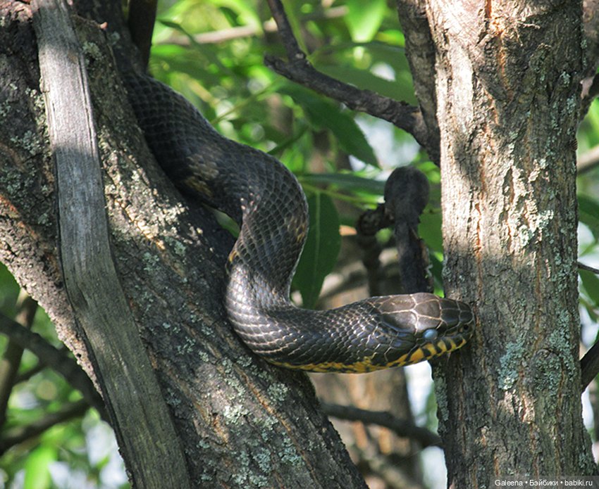Лотосы Приморья — Игровые мини