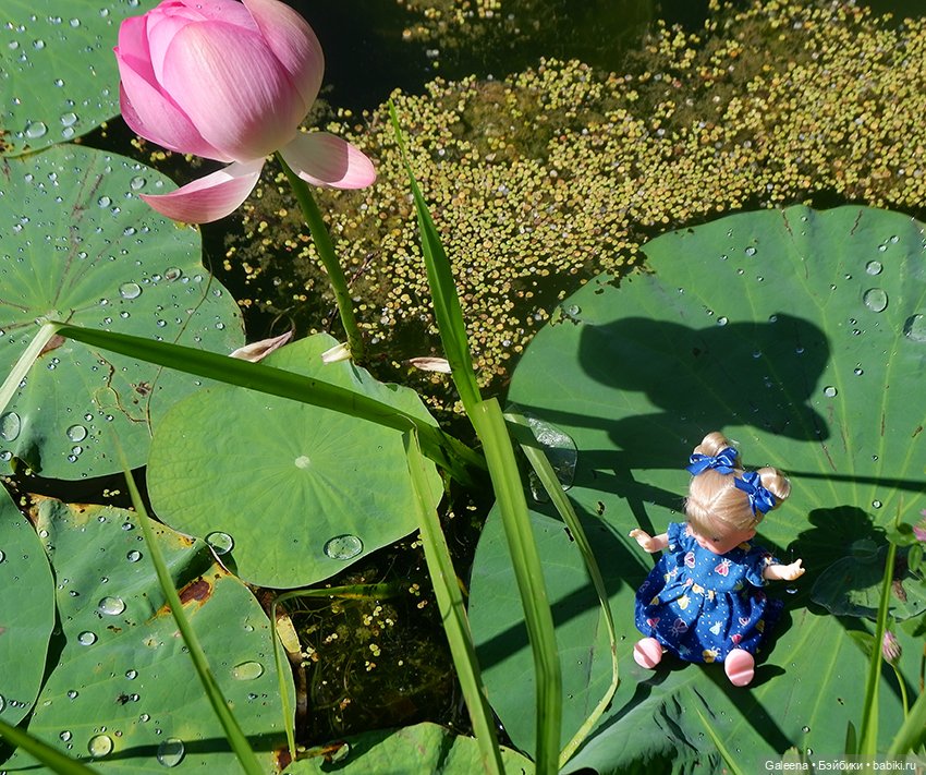 Лотосы Приморья — Игровые мини