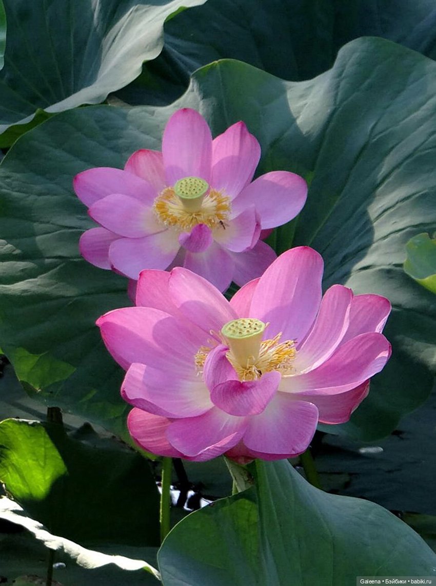 Лотосы Приморья — Игровые мини