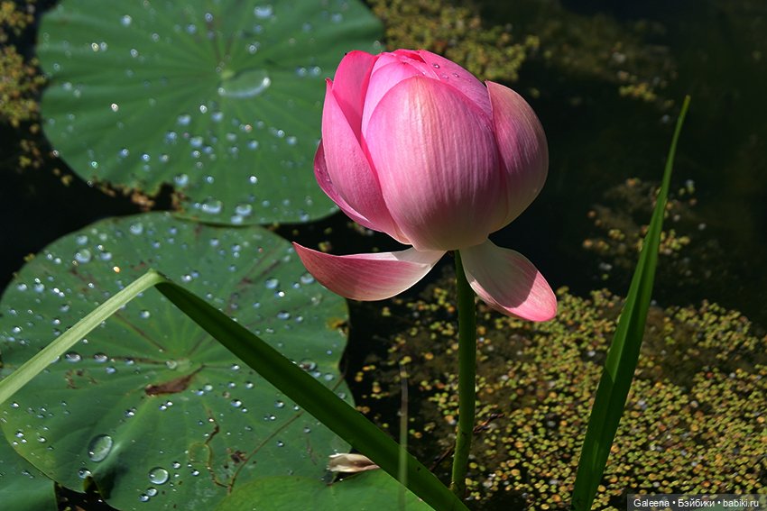 Лотосы Приморья — Игровые мини