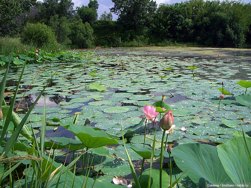 Лотосы Приморья — Игровые мини (фото 2)