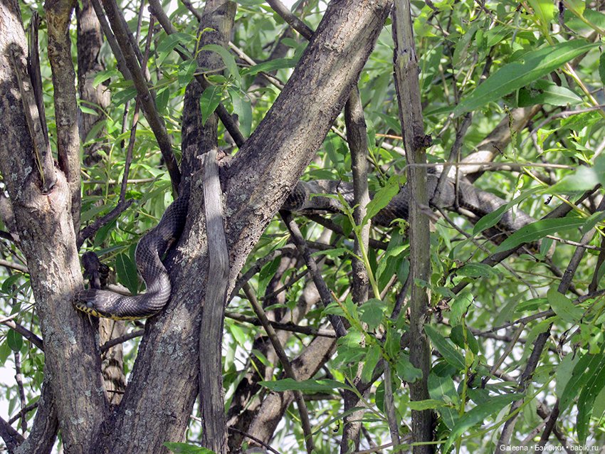 Лотосы Приморья — Игровые мини