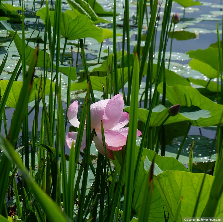 Лотосы Приморья — Игровые мини (фото 9)