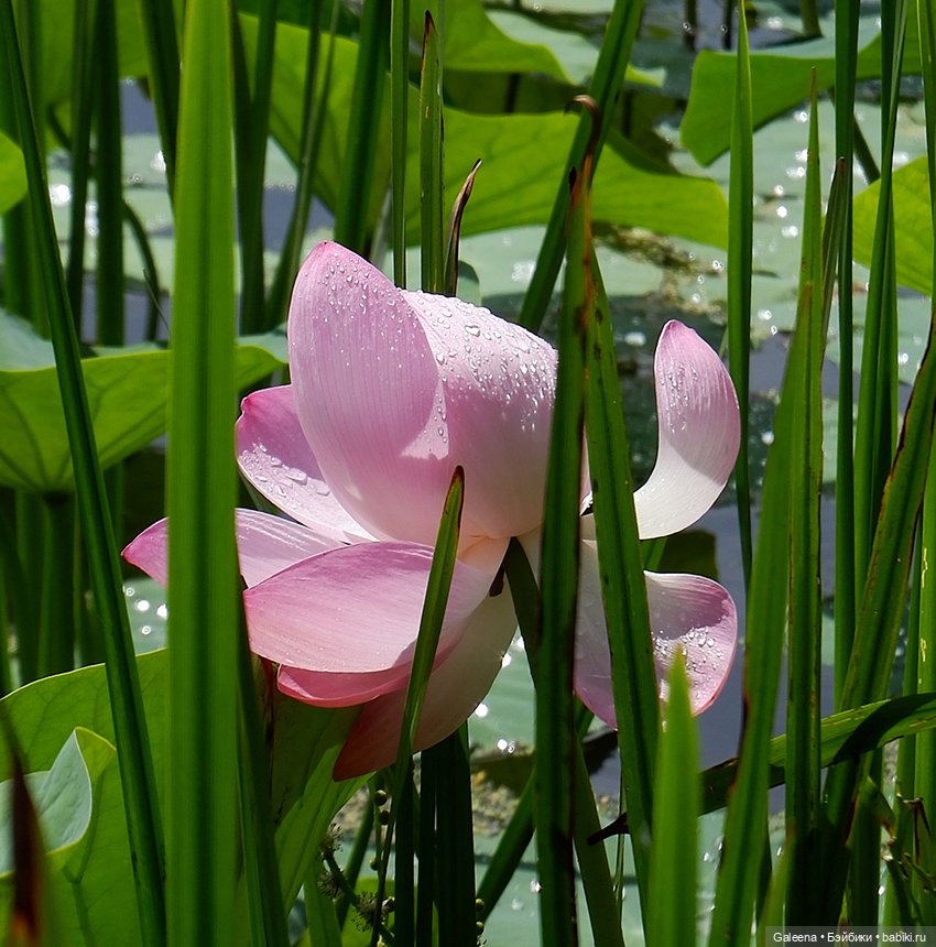 Лотосы Приморья — Игровые мини (фото 10)