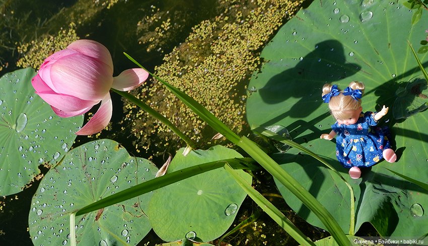 Лотосы Приморья — Игровые мини