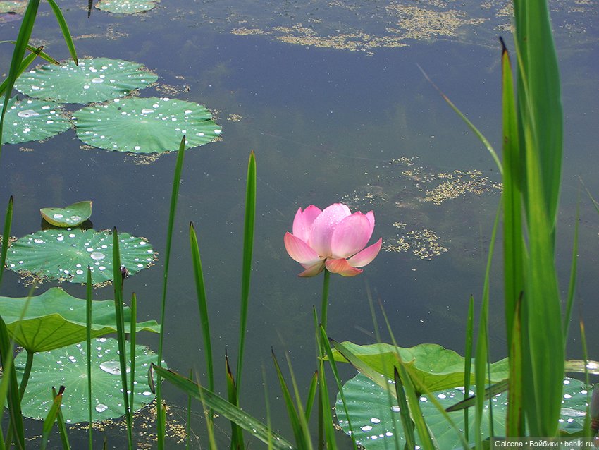 Лотосы Приморья — Игровые мини (фото 8)