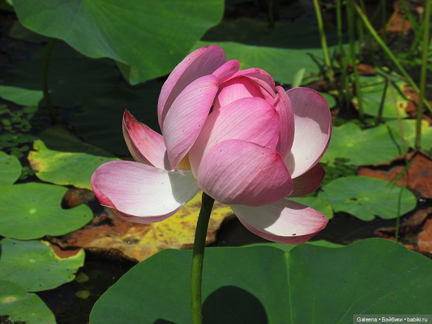 Лотосы Приморья — Игровые мини