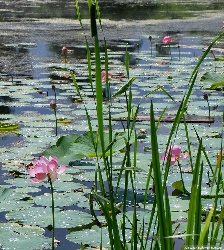 Лотосы Приморья — Игровые мини (фото 4)