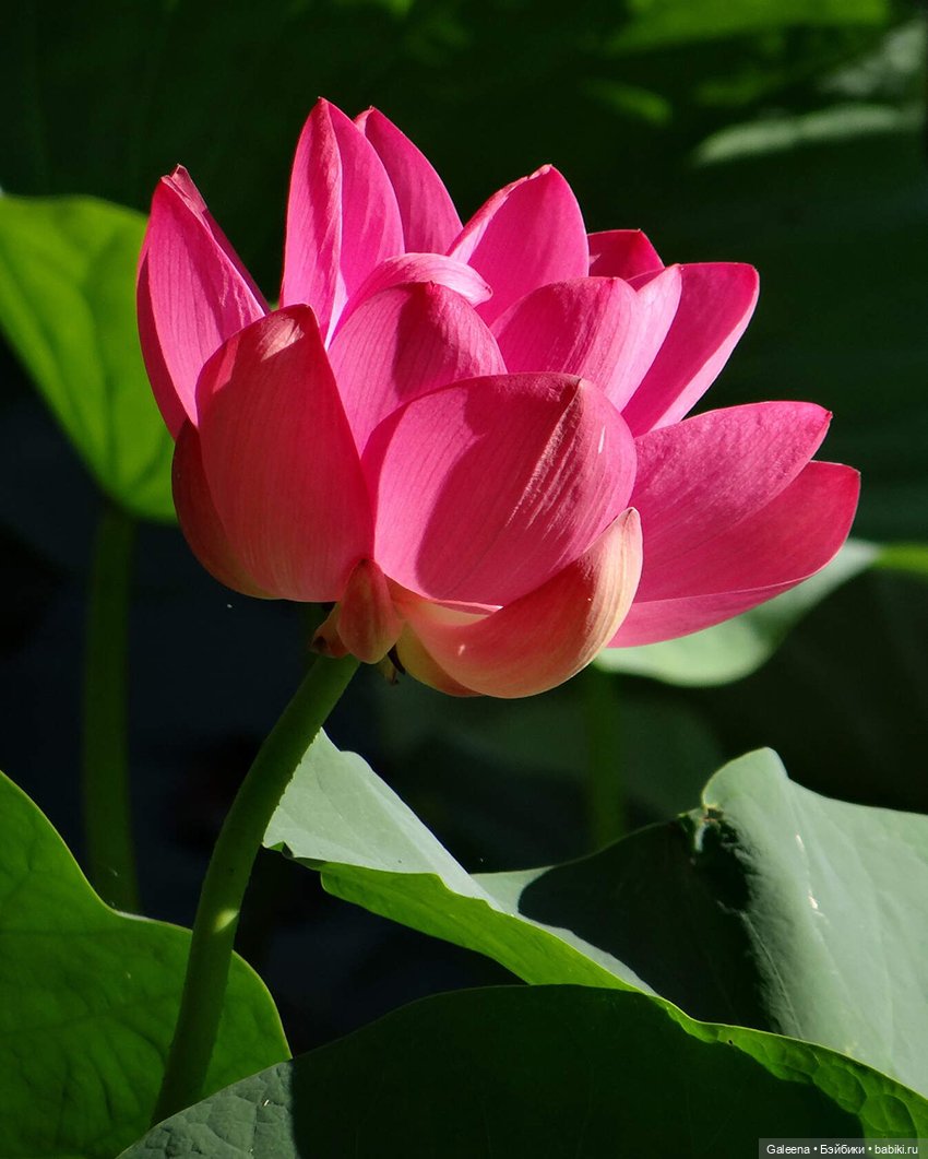 Лотосы Приморья — Игровые мини