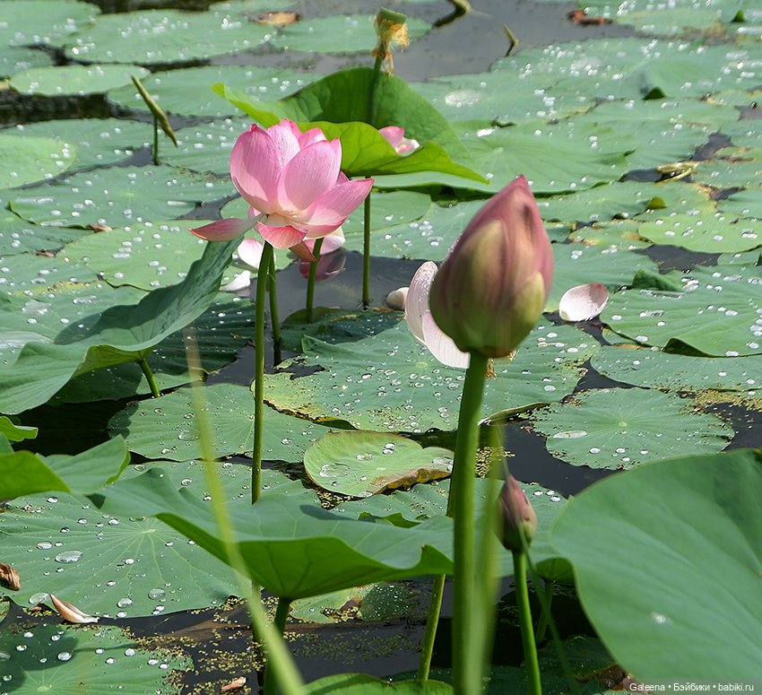 Лотосы Приморья — Игровые мини (фото 3)