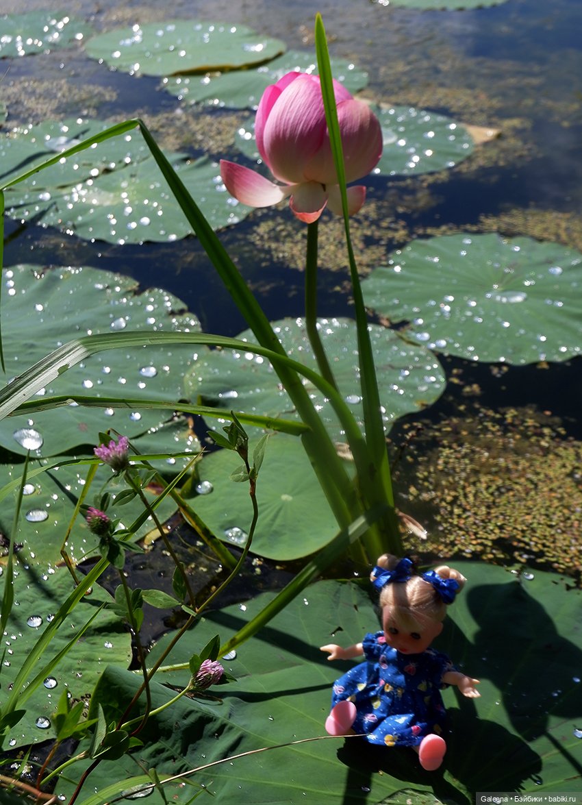 Лотосы Приморья — Игровые мини