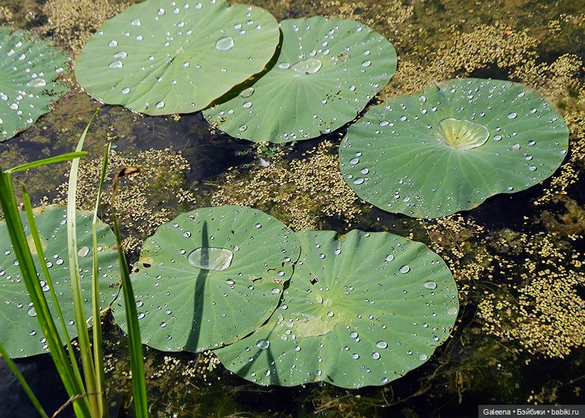 Лотосы Приморья — Игровые мини (фото 6)