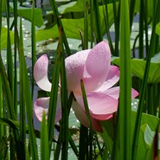 Лотосы Приморья