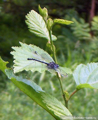 Ах, июль, макушка лета — Игровые мини (фото 6)