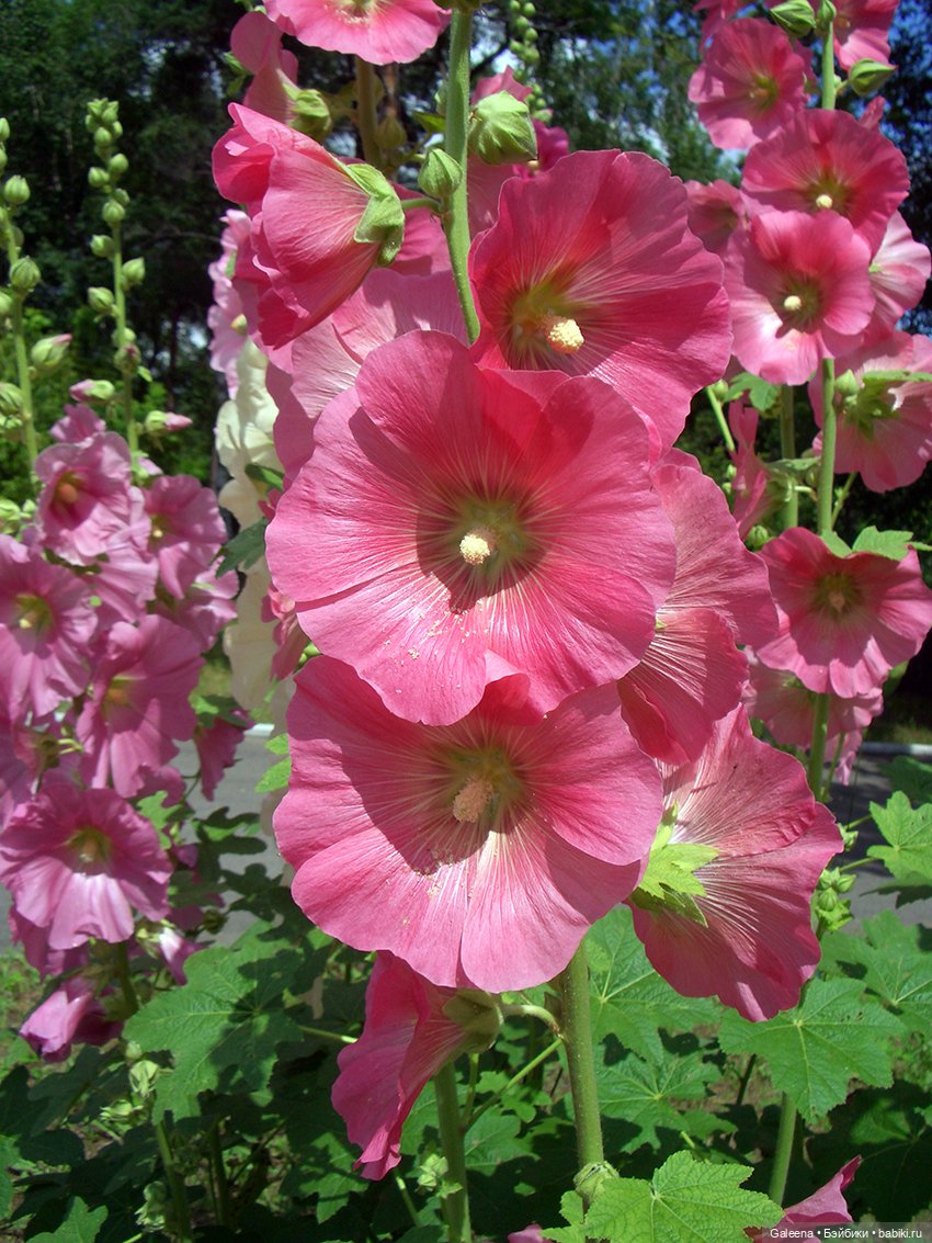 Ах, июль, макушка лета — Игровые мини