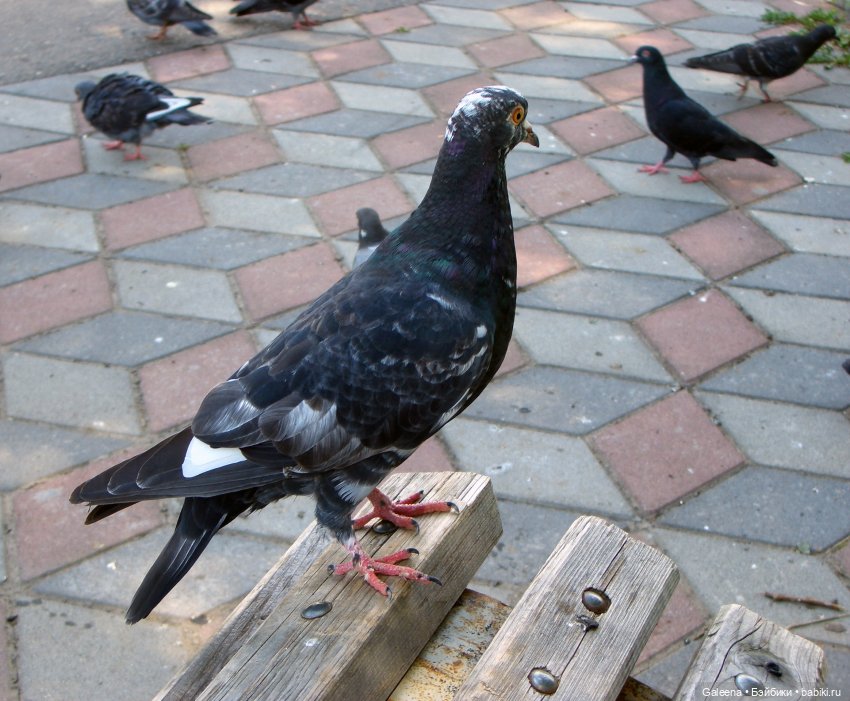 Скалолазы, или как Поль за Радомиром увязался и где оказался