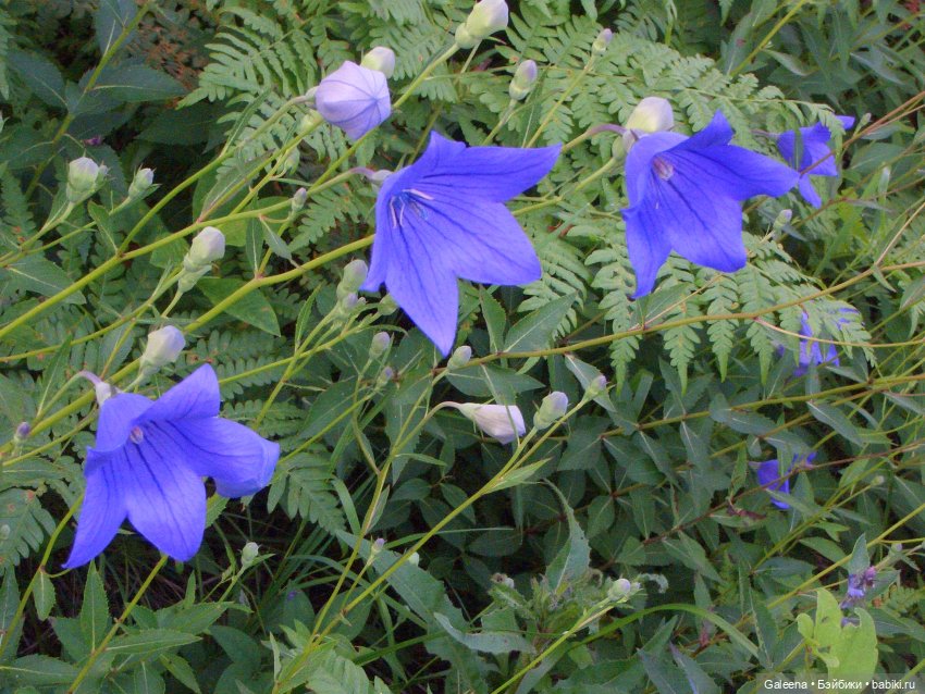 Колокольчики мои — Игровые куклы разных производителей (Разное): редкие бренды (фото 5)