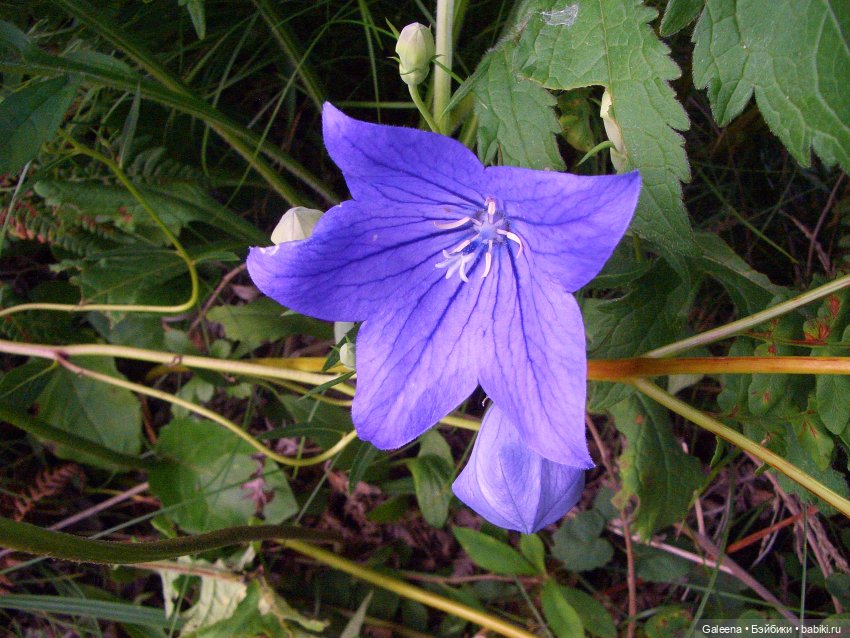 Колокольчики мои — Игровые куклы разных производителей (Разное): редкие бренды (фото 3)