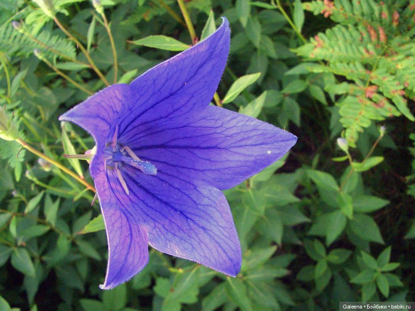 Колокольчики мои — Игровые куклы разных производителей (Разное): редкие бренды