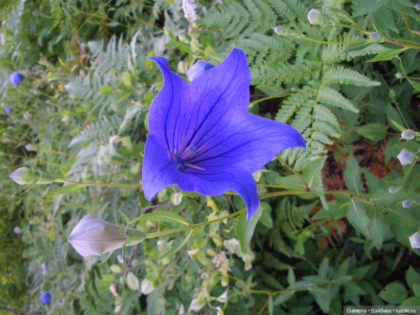 Колокольчики мои — Игровые куклы разных производителей (Разное): редкие бренды (фото 2)