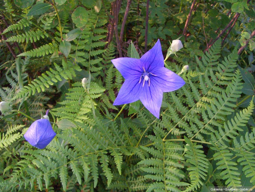 Колокольчики мои — Игровые куклы разных производителей (Разное): редкие бренды (фото 6)