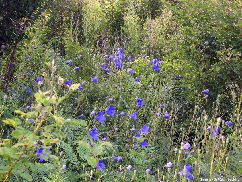 Колокольчики мои — Игровые куклы разных производителей (Разное): редкие бренды (фото 4)