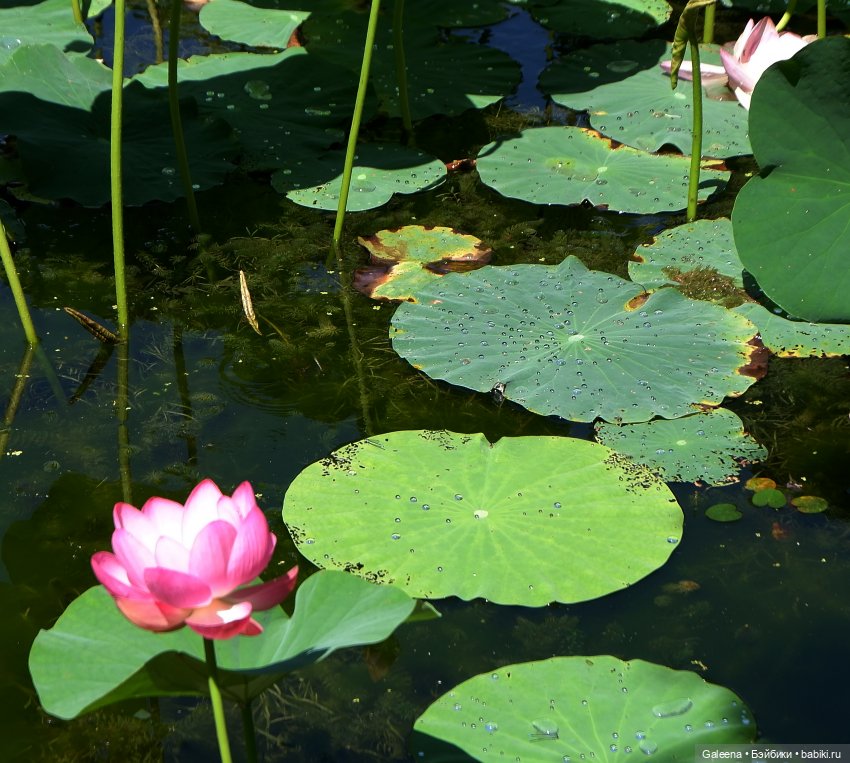 Рождённая из лотоса — Одежда и обувь для кукол своими руками: фото