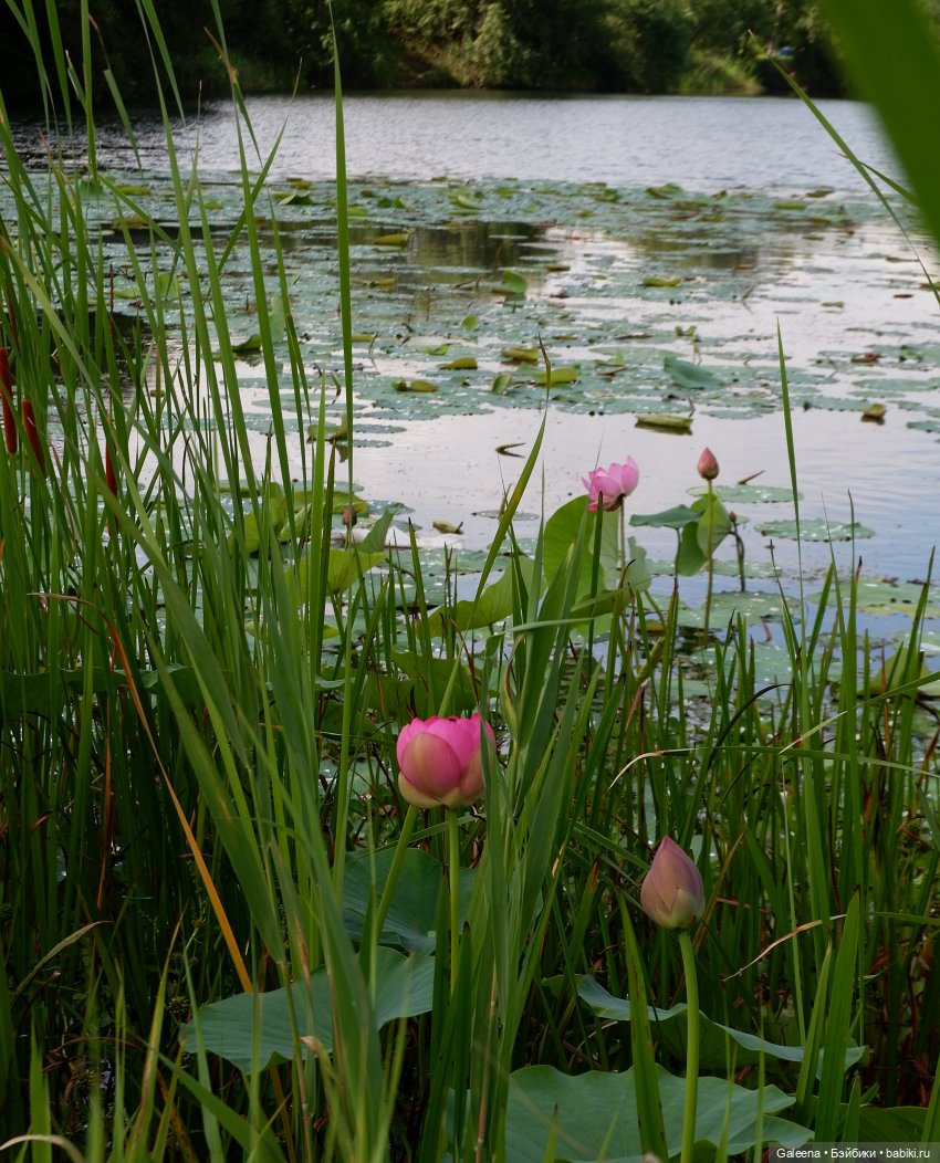 Рождённая из лотоса — Одежда и обувь для кукол своими руками: фото (фото 3)
