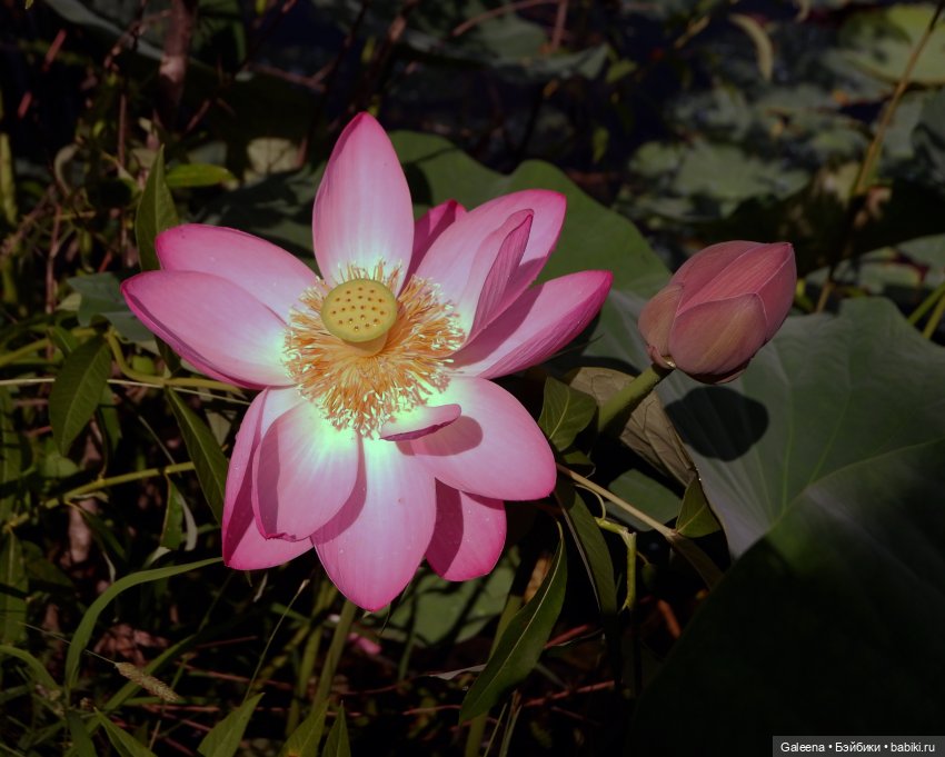 Рождённая из лотоса — Одежда и обувь для кукол своими руками: фото