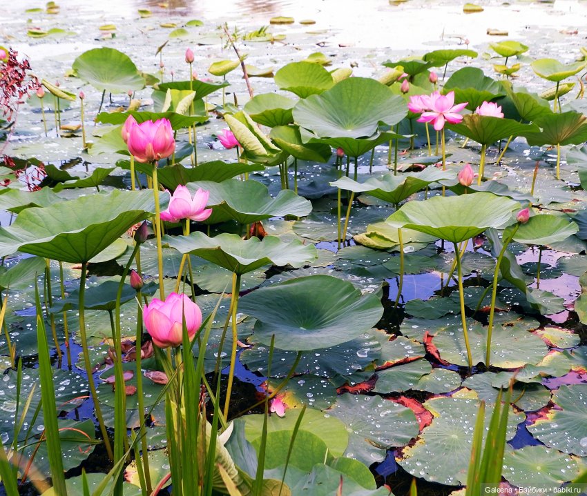 Рождённая из лотоса — Одежда и обувь для кукол своими руками: фото (фото 4)