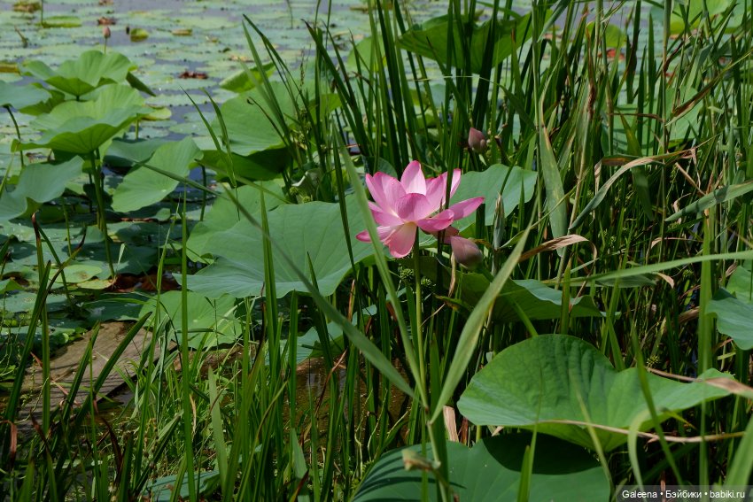 Рождённая из лотоса — Одежда и обувь для кукол своими руками: фото (фото 10)