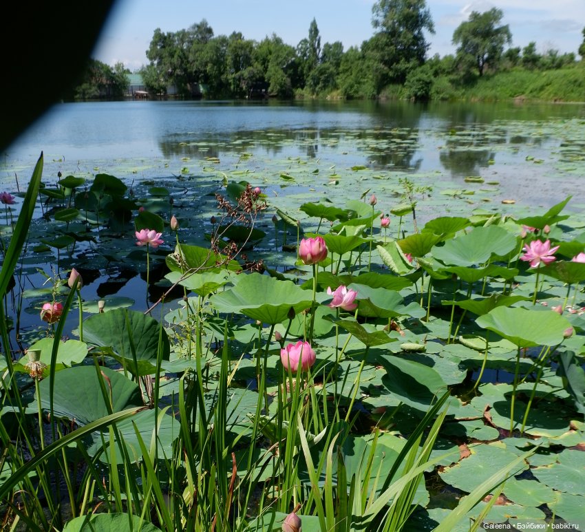 Рождённая из лотоса — Одежда и обувь для кукол своими руками: фото (фото 2)