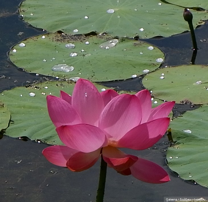 Рождённая из лотоса — Одежда и обувь для кукол своими руками: фото (фото 9)