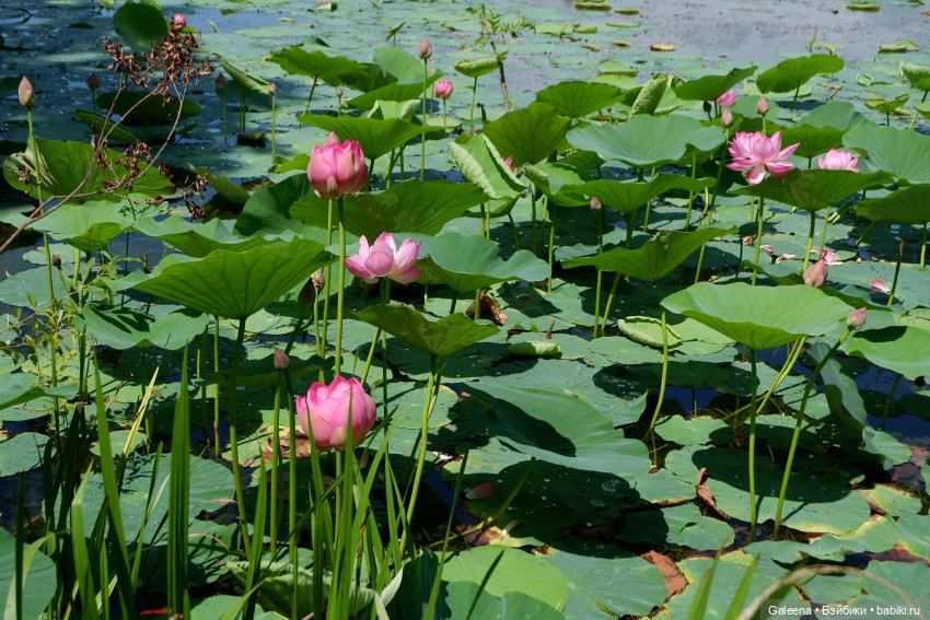 Рождённая из лотоса — Одежда и обувь для кукол своими руками: фото (фото 6)