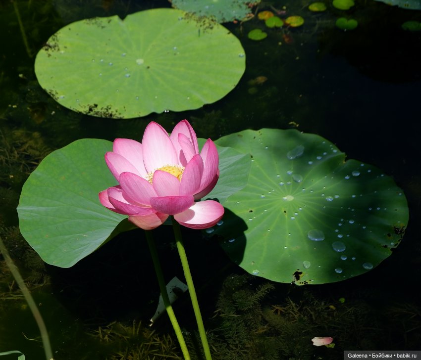 Рождённая из лотоса — Одежда и обувь для кукол своими руками: фото