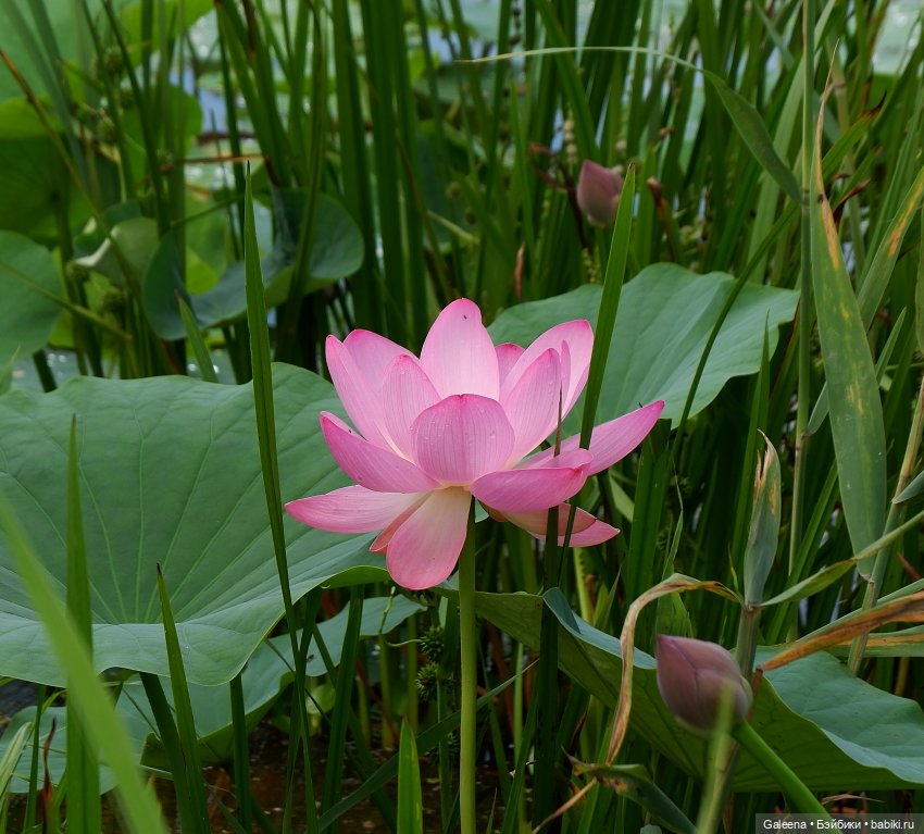 Рождённая из лотоса — Одежда и обувь для кукол своими руками: фото