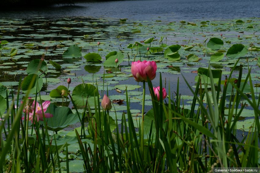 Рождённая из лотоса — Одежда и обувь для кукол своими руками: фото (фото 7)