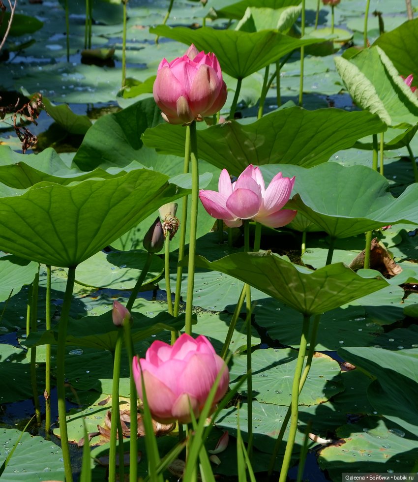 Рождённая из лотоса — Одежда и обувь для кукол своими руками: фото (фото 5)