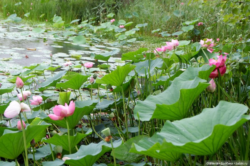 Привет от Лотосовой феи — Другие мини (фото 4)