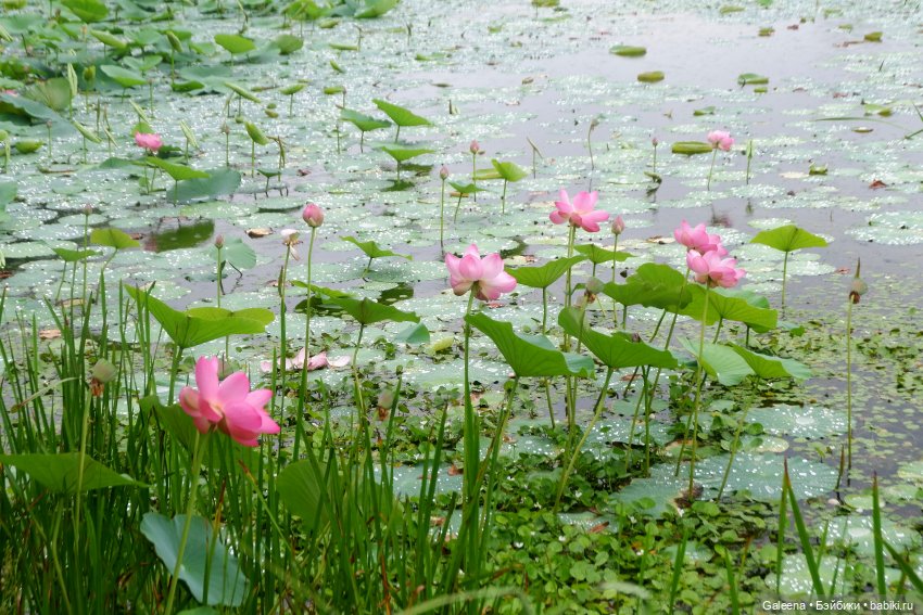 Привет от Лотосовой феи — Другие мини (фото 3)