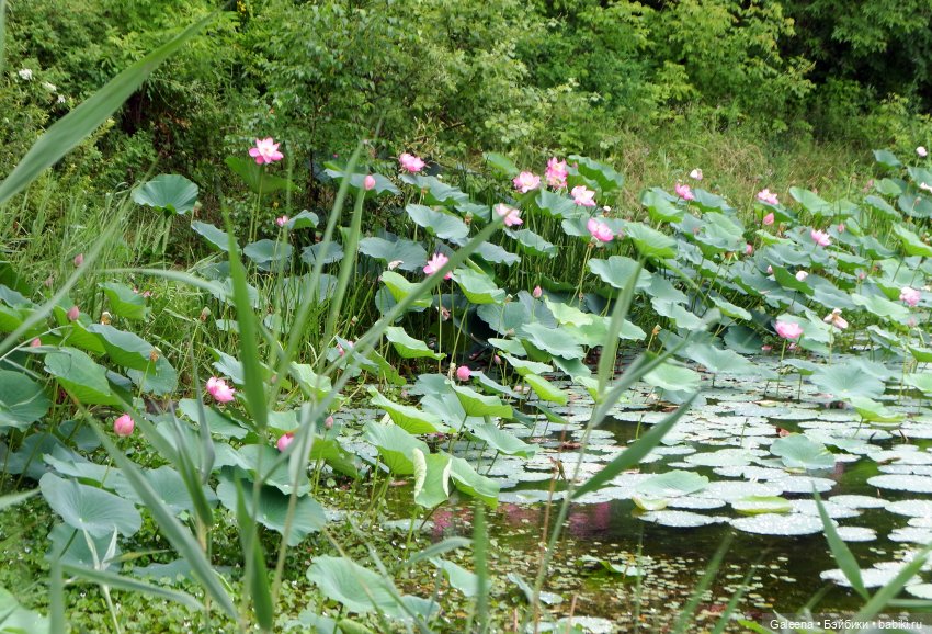 Привет от Лотосовой феи — Другие мини (фото 2)