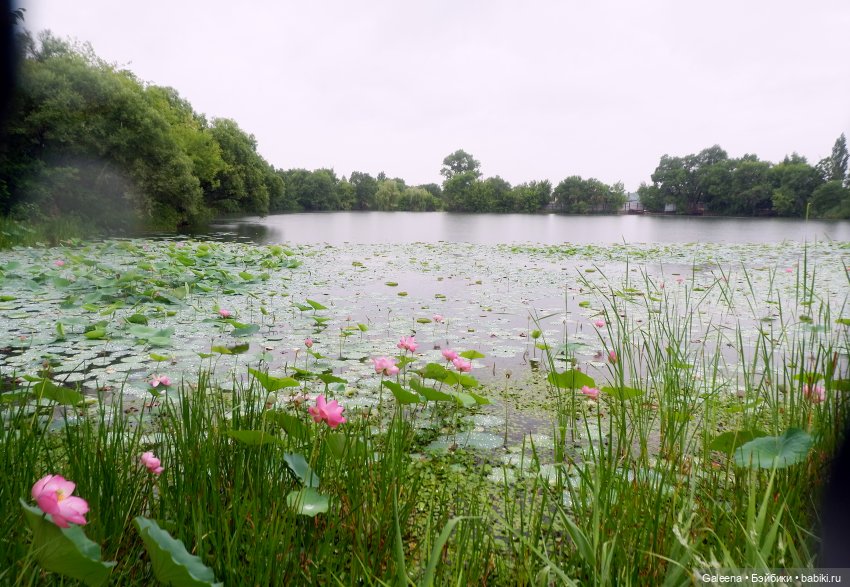Привет от Лотосовой феи — Другие мини