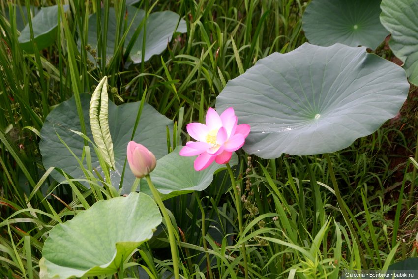 Привет от Лотосовой феи — Другие мини (фото 5)