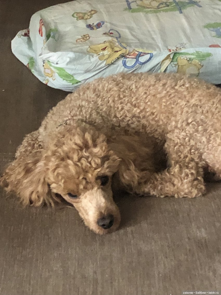 О собаках. Ностальгическое | Бэйбики О собаках. Ностальгическое (фото 2)