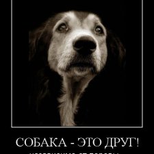 О собаках. Ностальгическое