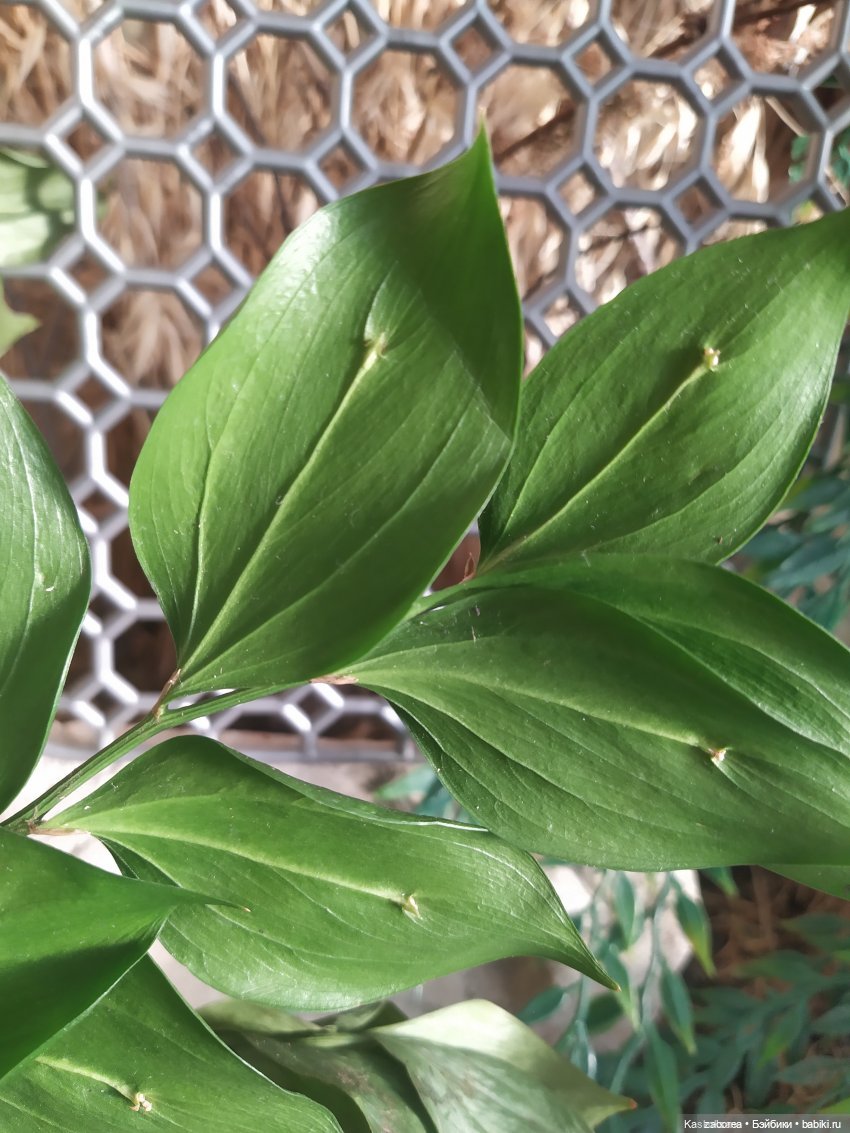 Новогодний вечер в НУИНУ - 2023! По мотивам фильма «Чародеи» | Бэйбики Новогодний вечер в НУИНУ - 2023! По мотивам фильма «Чародеи»