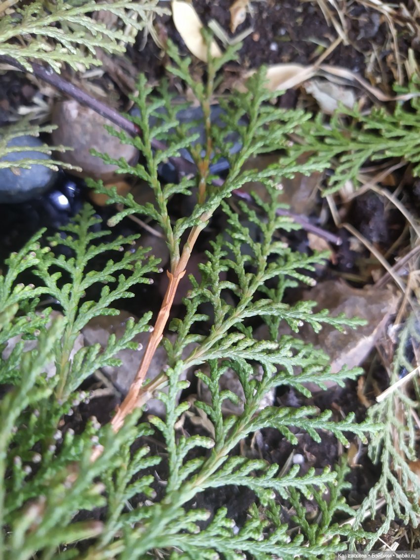 Новогодний вечер в НУИНУ - 2023! По мотивам фильма «Чародеи» | Бэйбики Новогодний вечер в НУИНУ - 2023! По мотивам фильма «Чародеи»