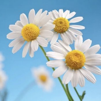 Как мы с Вилением к фоточетвергу позировали